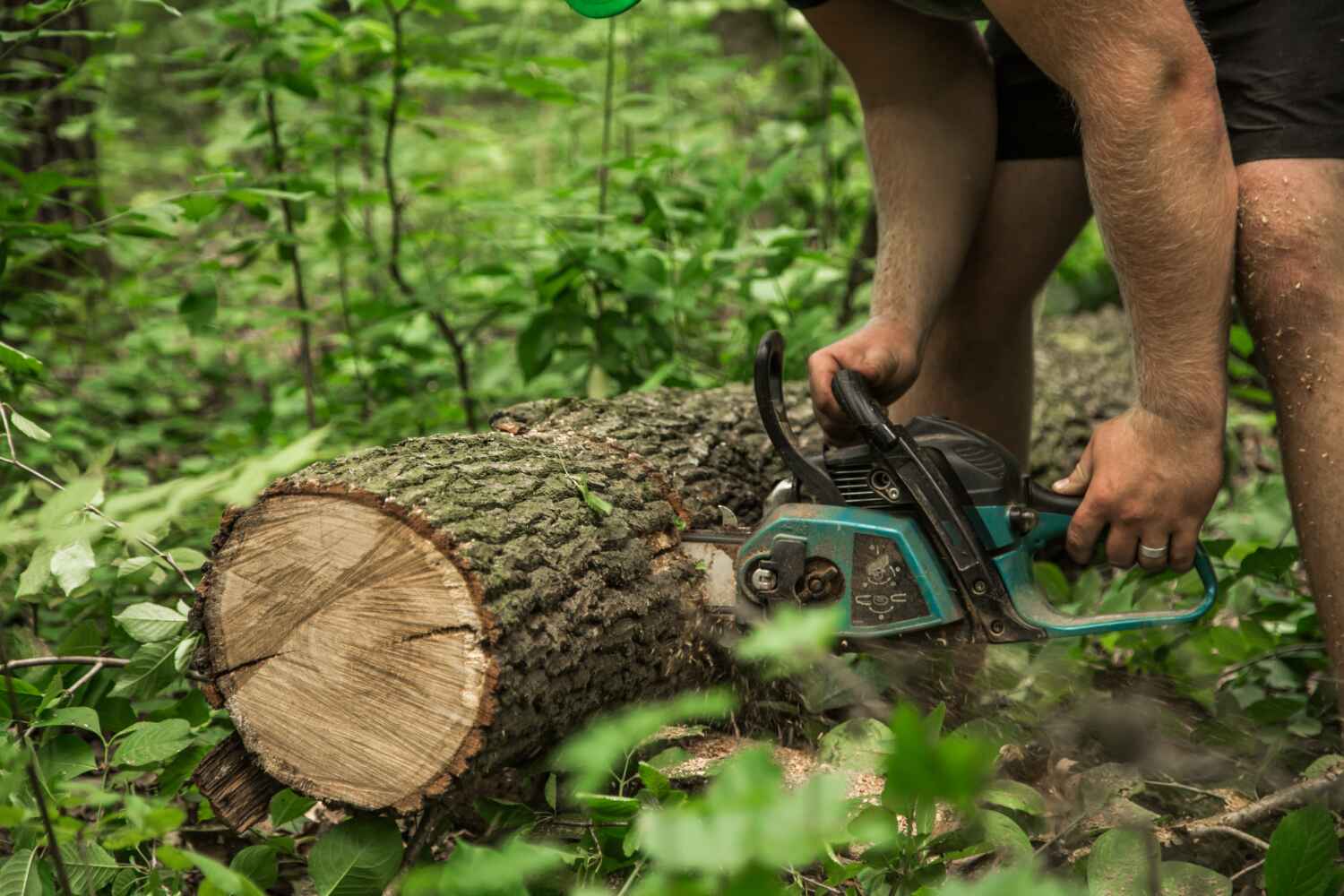 The Steps Involved in Our Tree Care Process in Fallbrook, CA